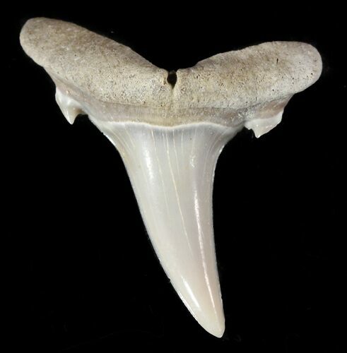 Fossil Sand Shark (Odontaspis) Tooth - Lee Creek, NC #47684